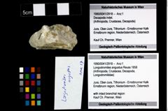 Foto (Objekt + Etikett) von Longodromites angustus (Reuss 1858)  (NHMW-GEO-1990-0041-2918)